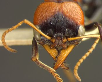Media type: image; Entomology 20340   Aspect: head frontal view